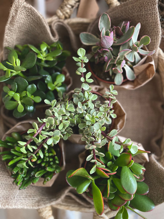 a collection of succulent house plants