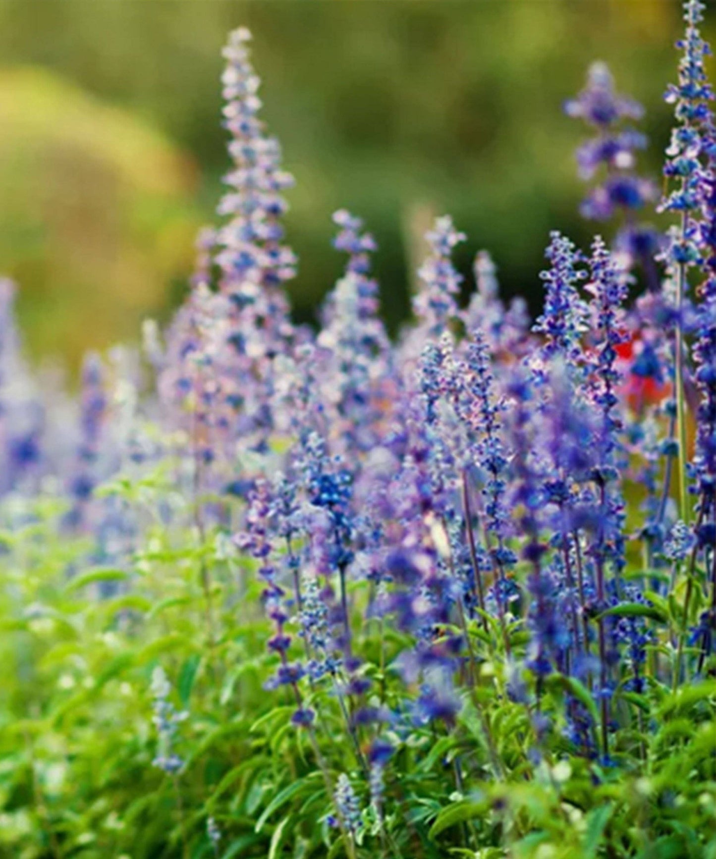 Salvia Farinacea 'Victoria Blue' Seeds