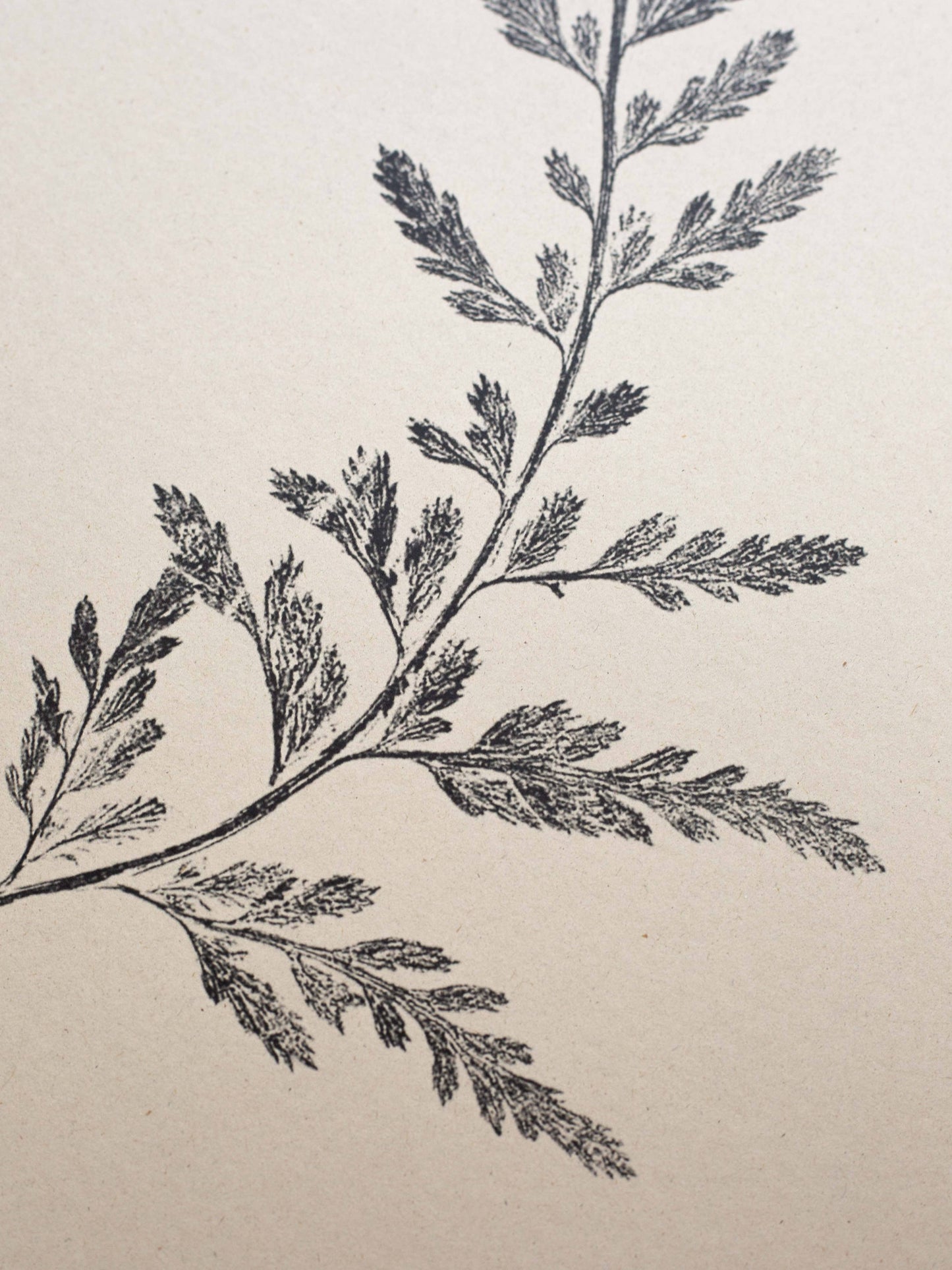 Fern Print- Botanical Art Print by Alicia Breakspear