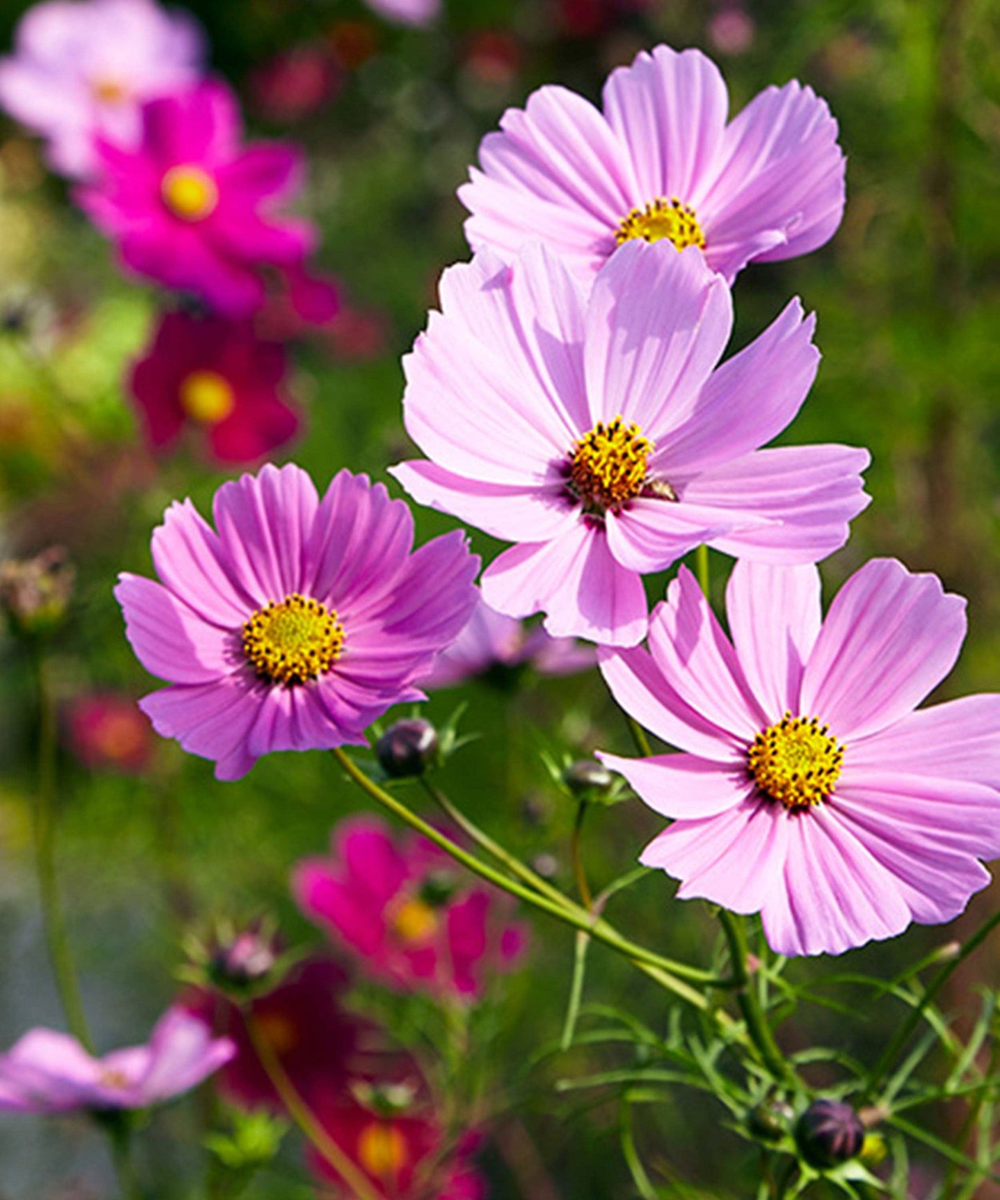 Cosmos 'Sensation' Seeds