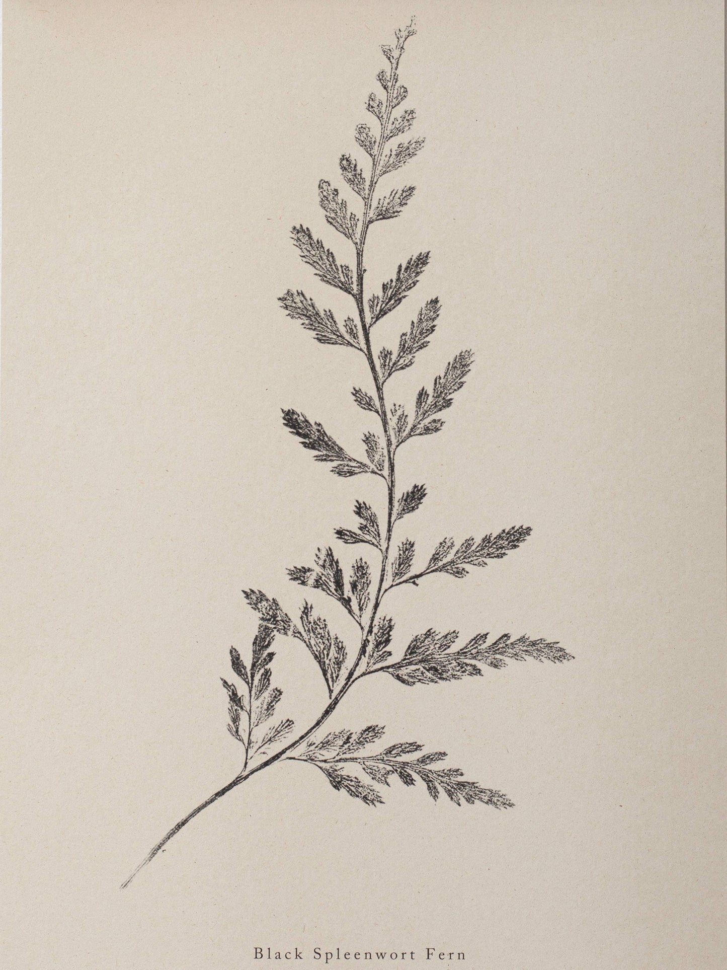 Fern Print- Botanical Art Print by Alicia Breakspear