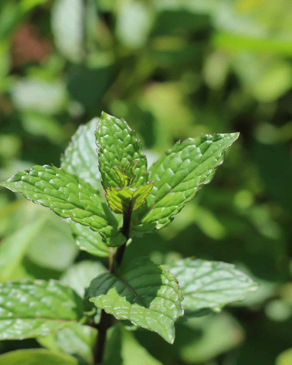 Peppermint Seeds