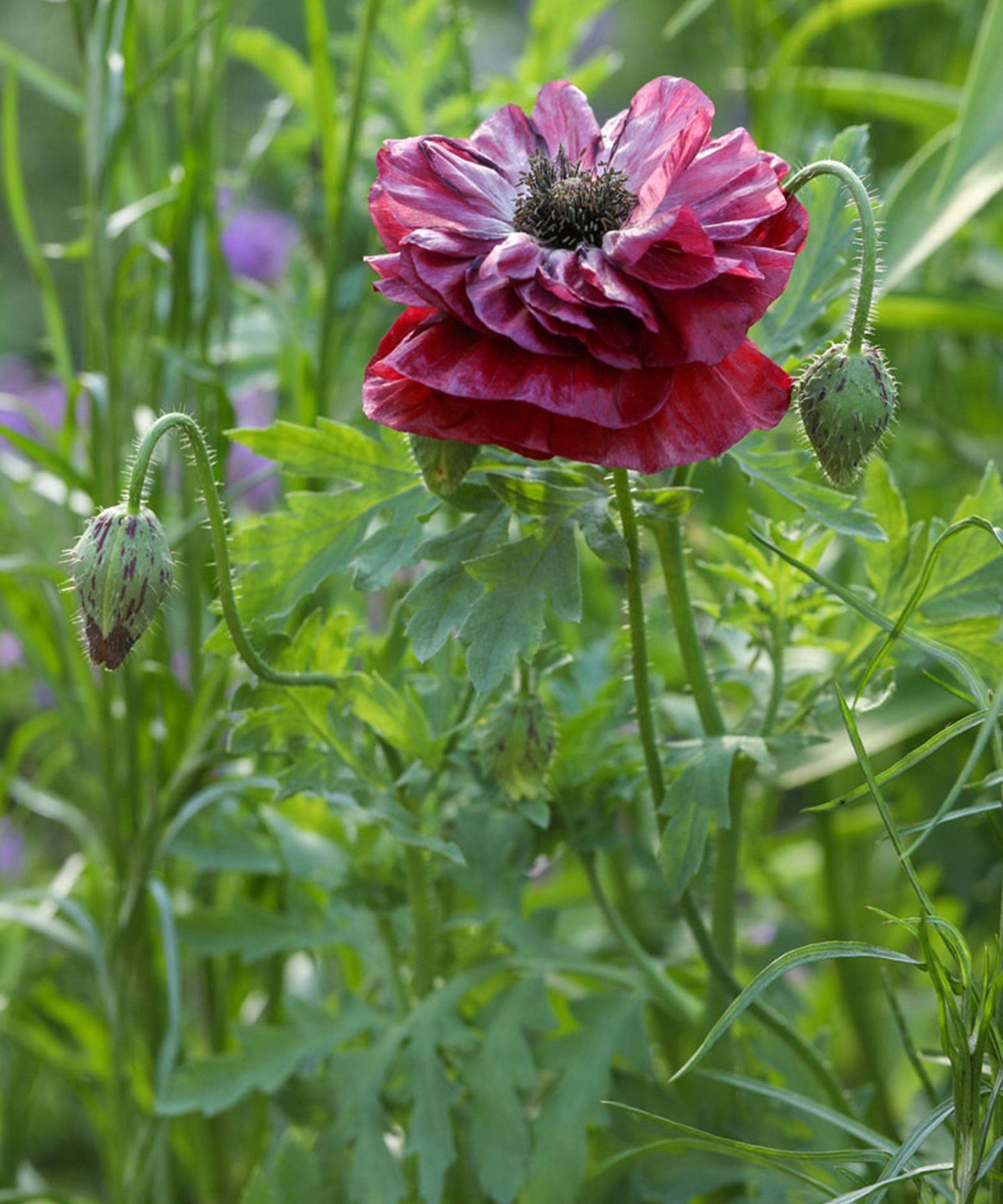 Poppy Pandora Seeds