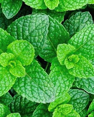 Peppermint Seeds