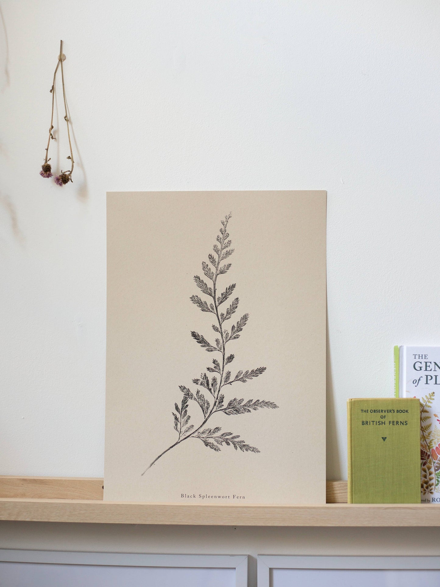Fern Print- Botanical Art Print by Alicia Breakspear