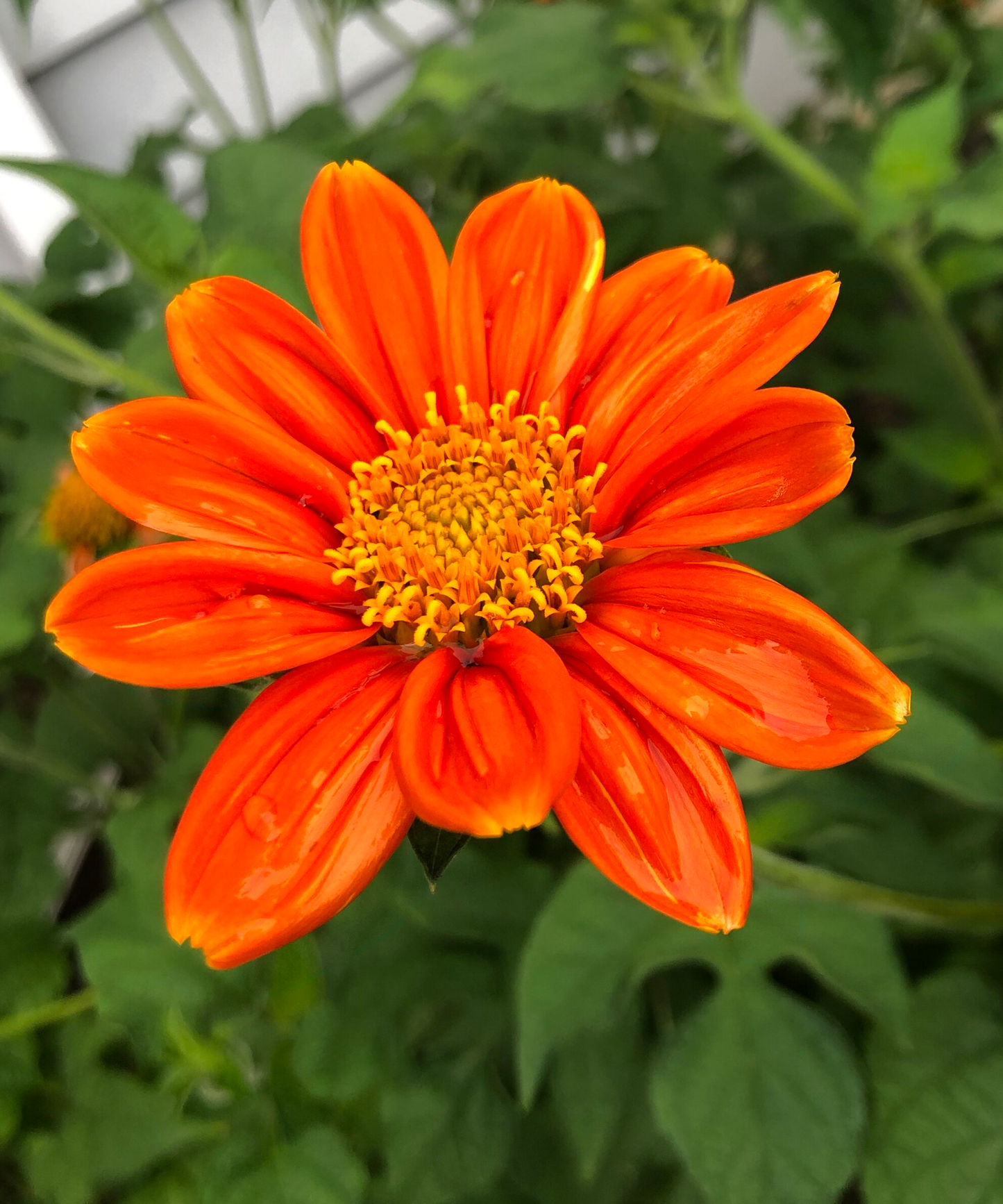 Tithonia 'Red Torch' Seeds