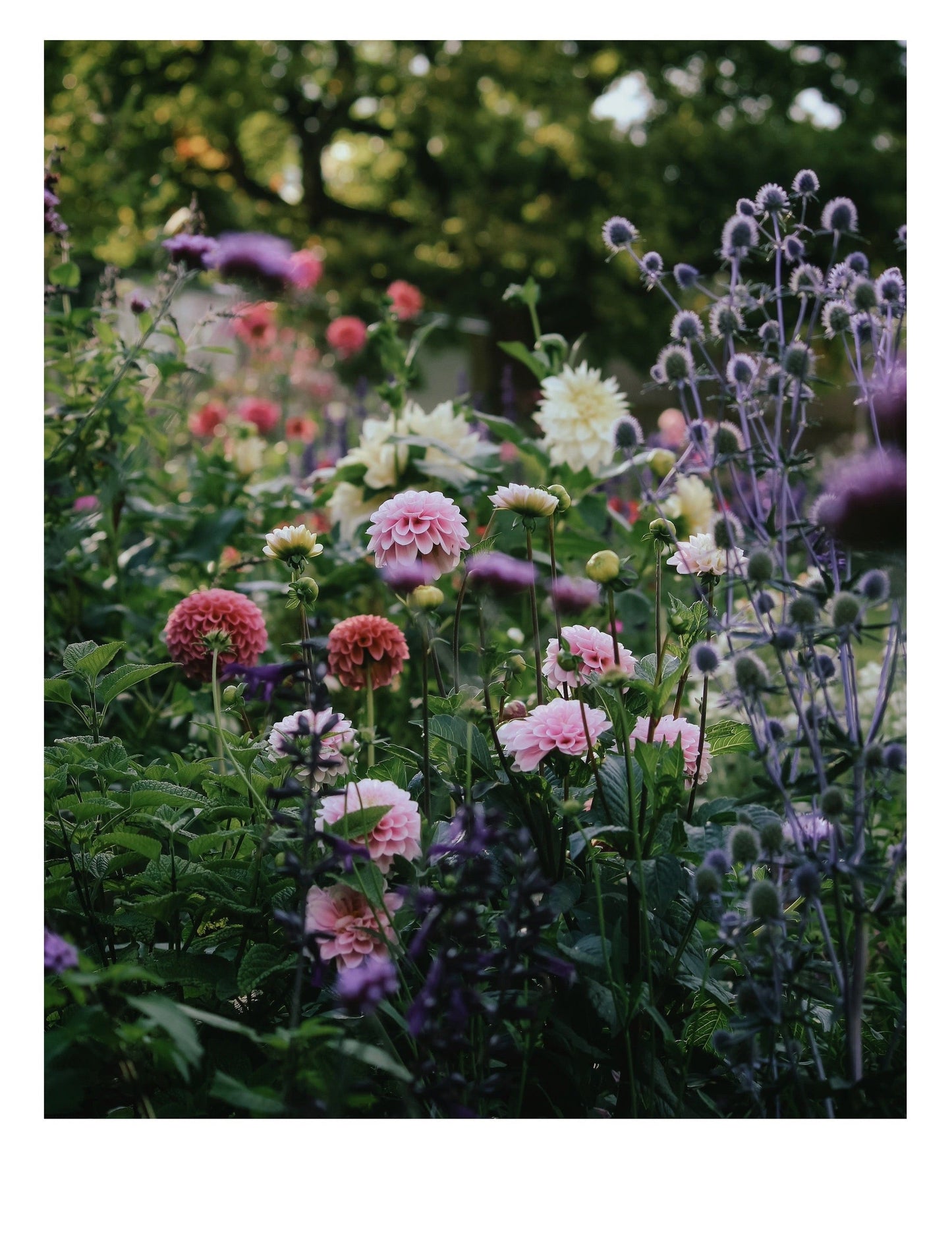Late Summer - Giclee Print (Limited Edition)