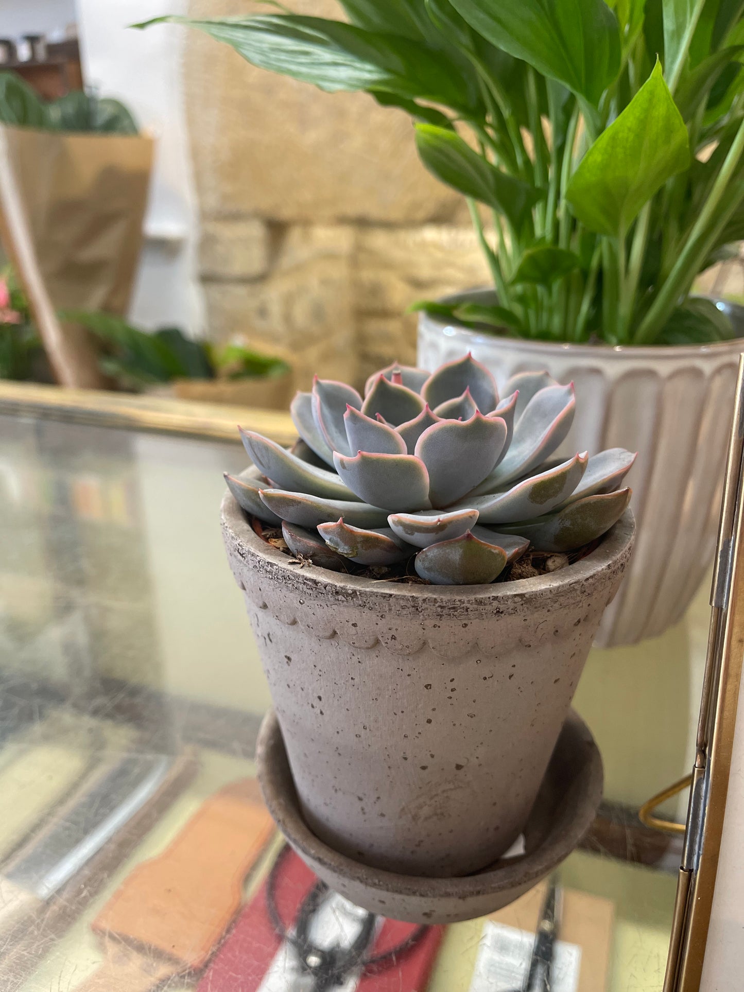 Potted succulent plant on a reflective surface with a blurred background