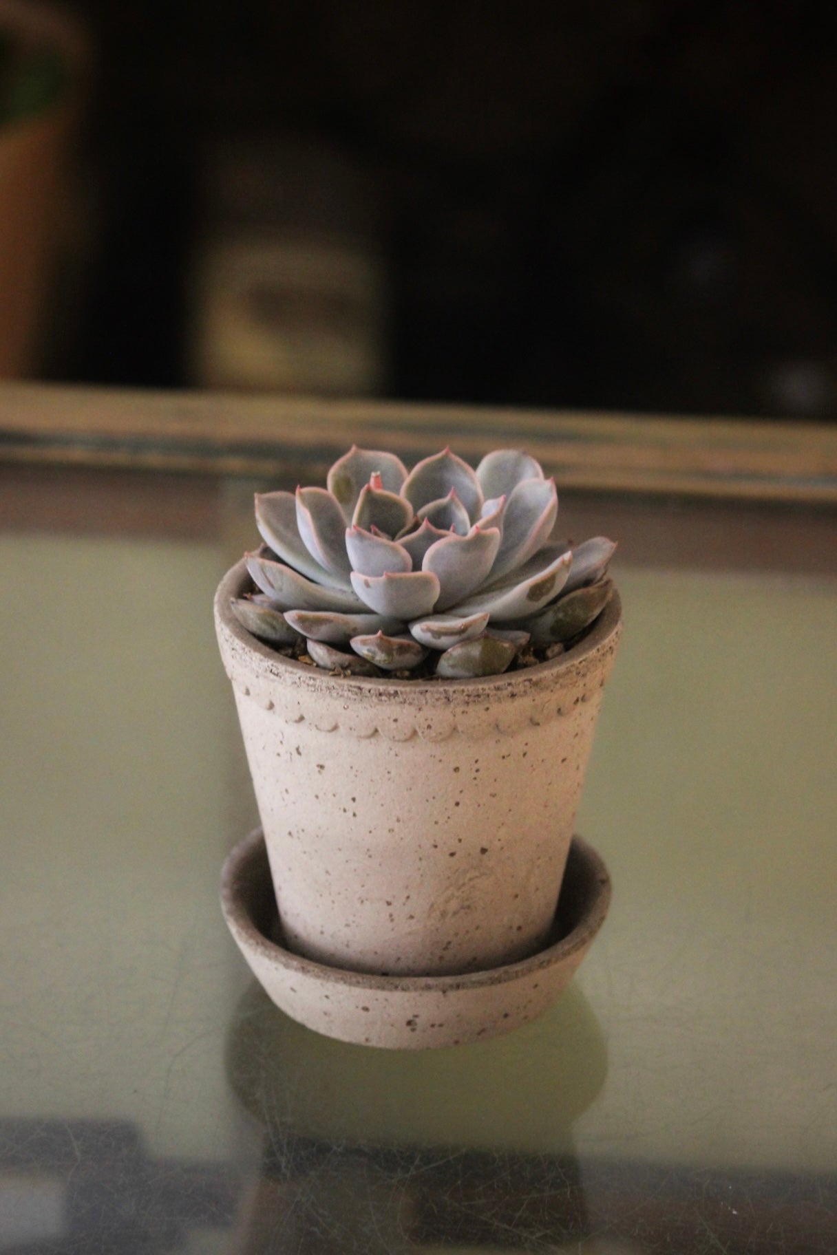 Small potted succulent plant on a reflective surface with a blurred background