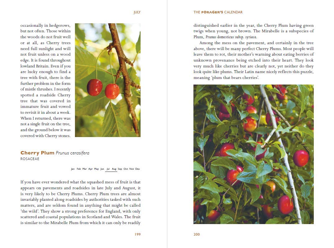 Book page with illustrations of cherry plums and text on a natural background