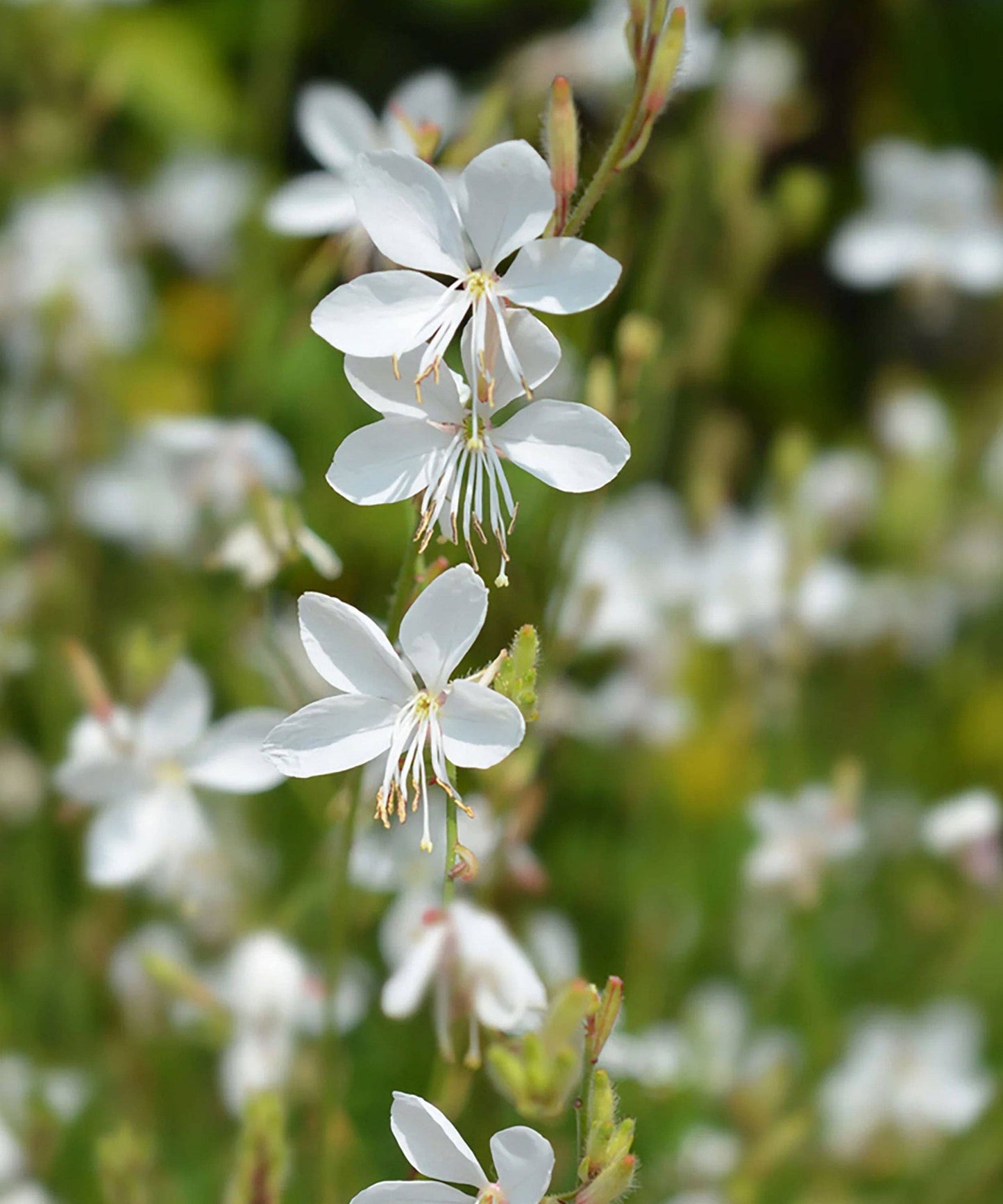 Gaura