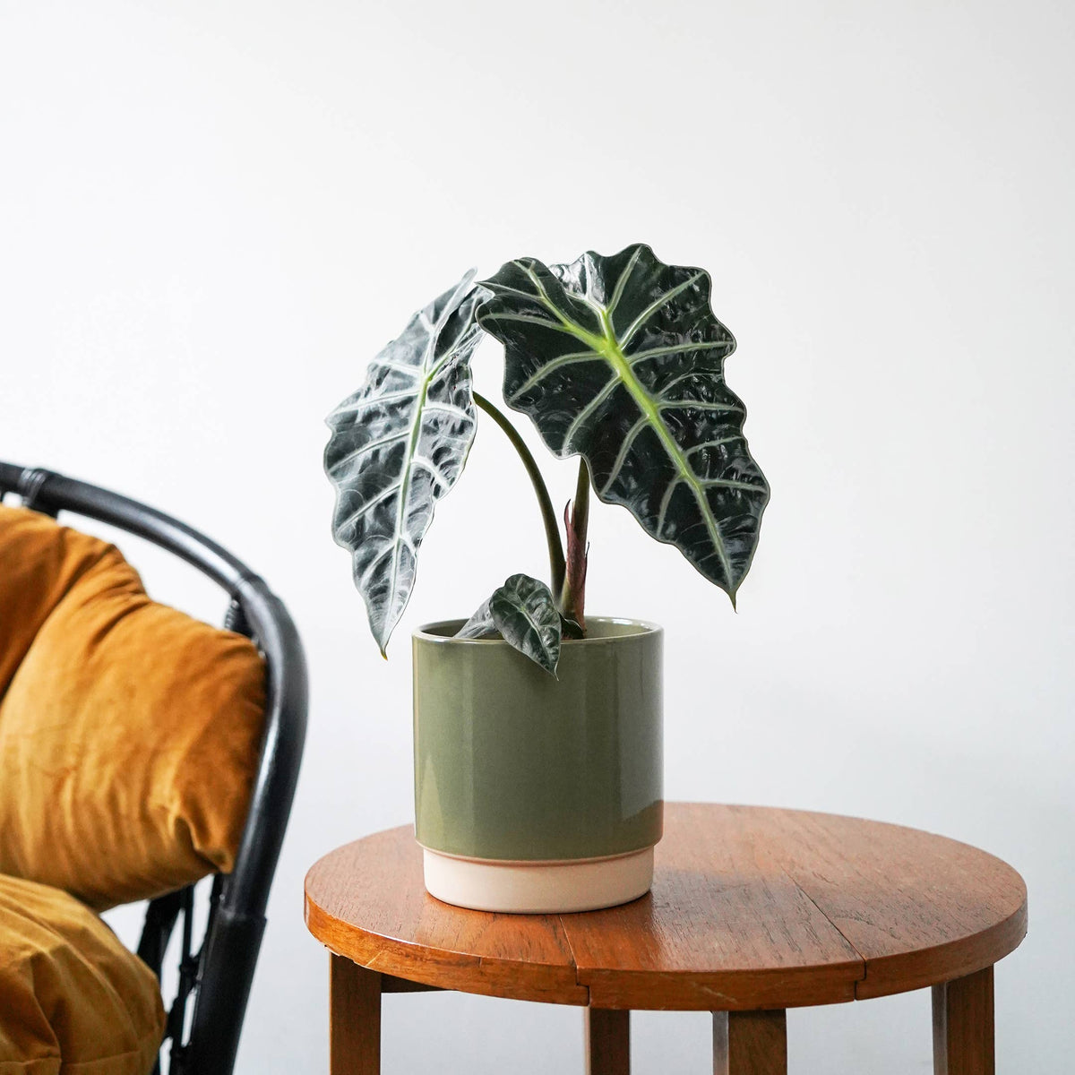 Enos Ceramic Indoor Plant Pot - Small