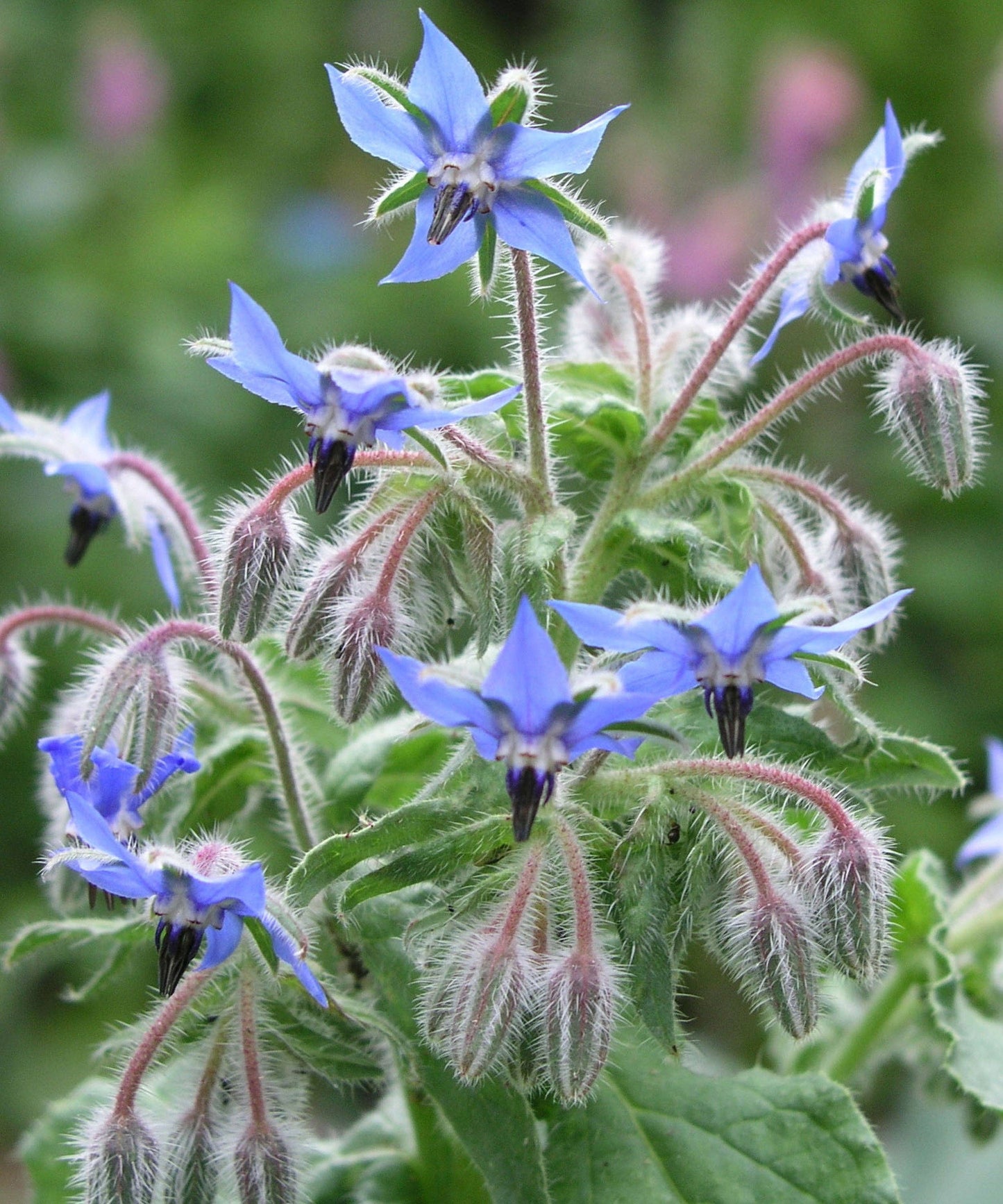 Borage Seeds