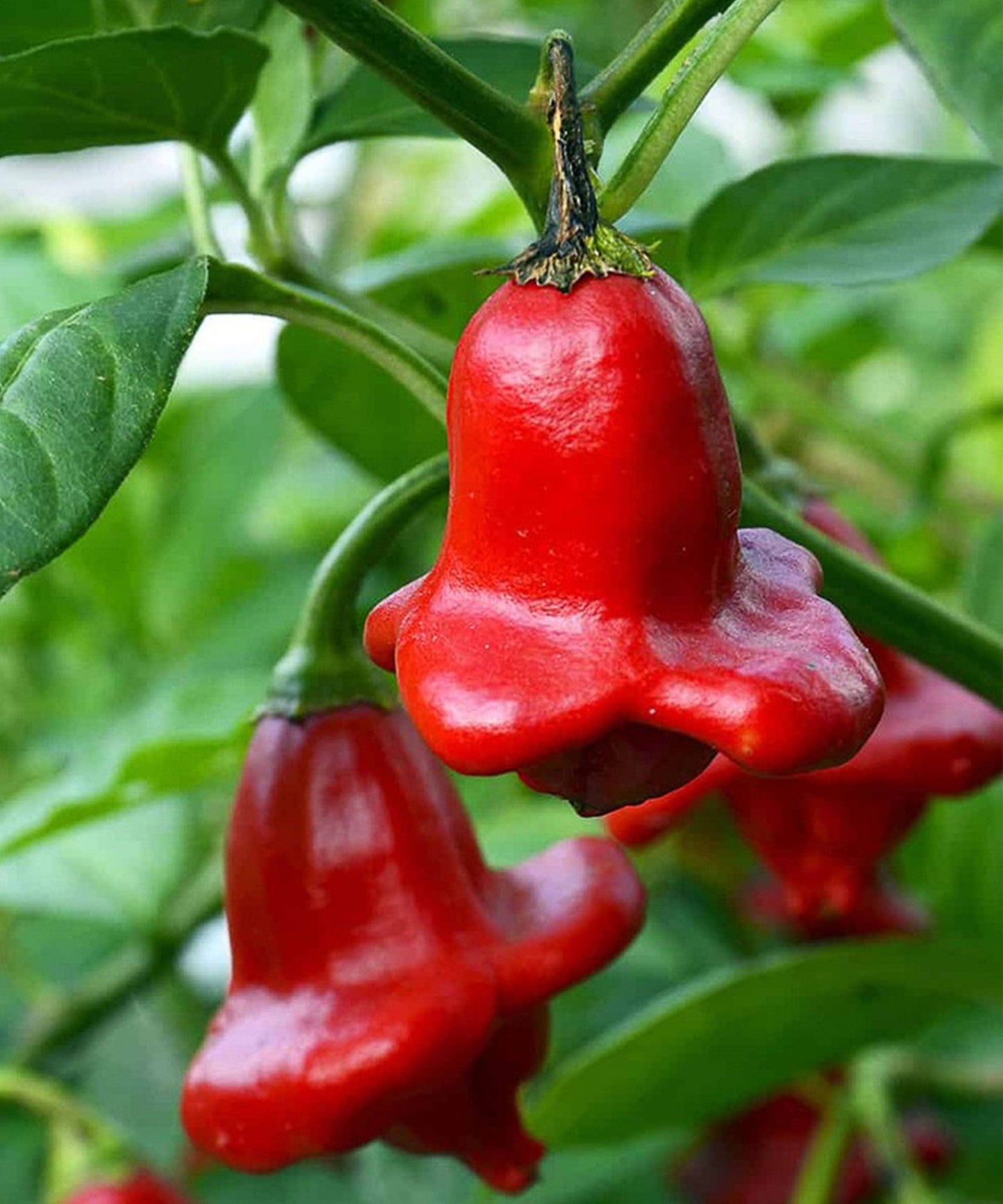 Chilli 'Bishop's Crown' Seeds