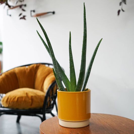Enos Ceramic Indoor Plant Pot - Small