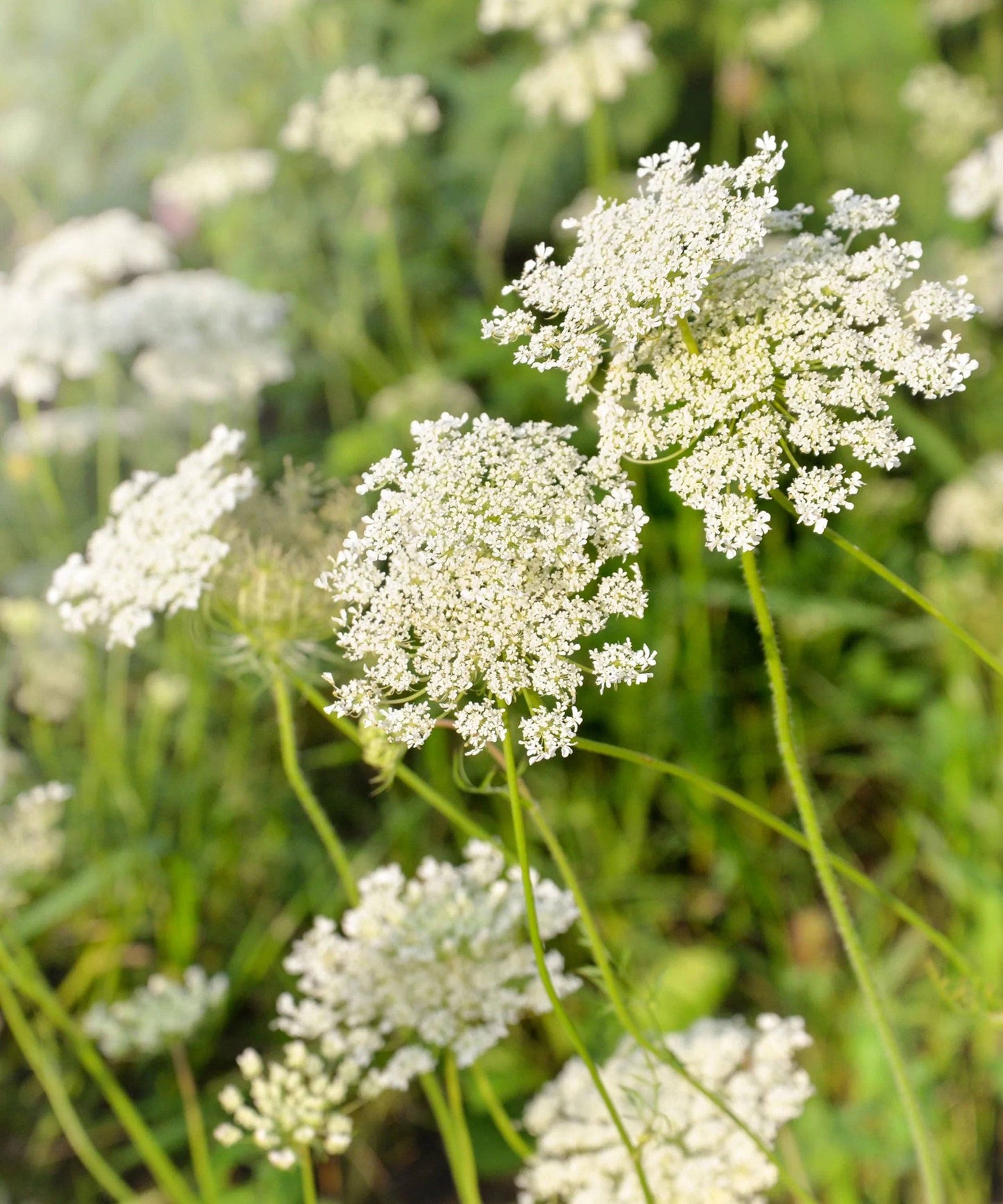 Ammi Majus