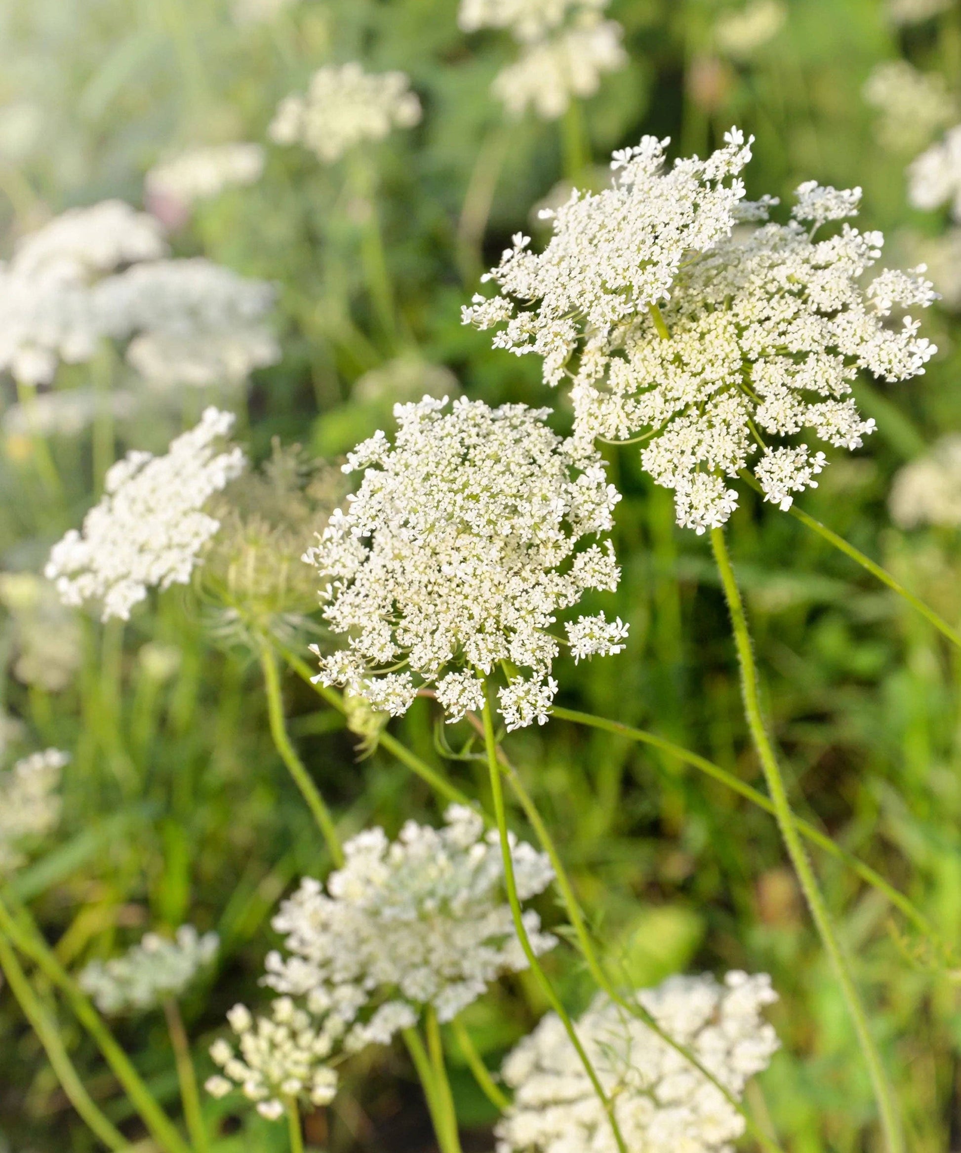 Ammi Majus