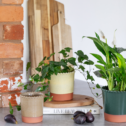 Adeline Beaded Edge Planter - Small