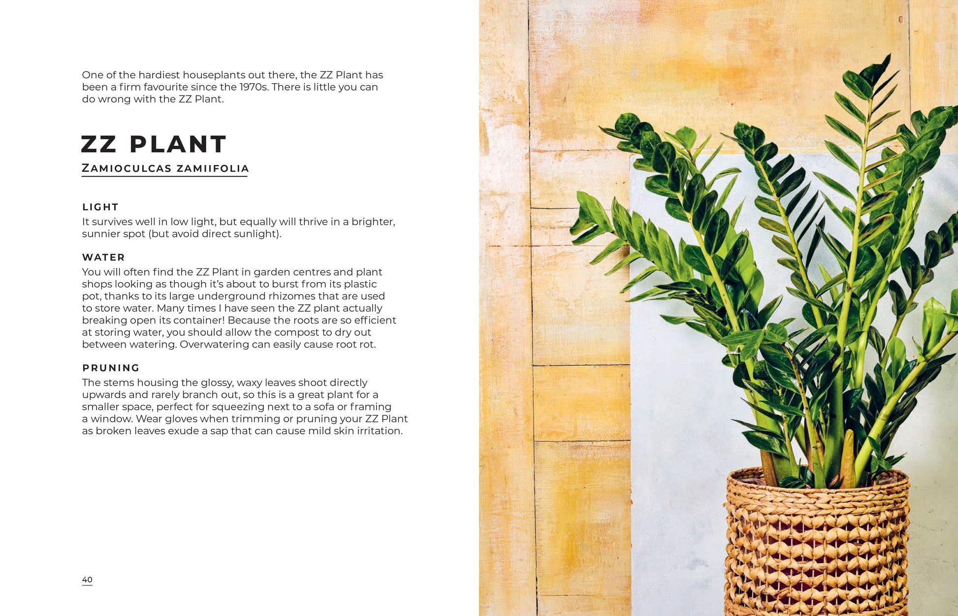 ZZ Plant in a woven basket with text on plant care.