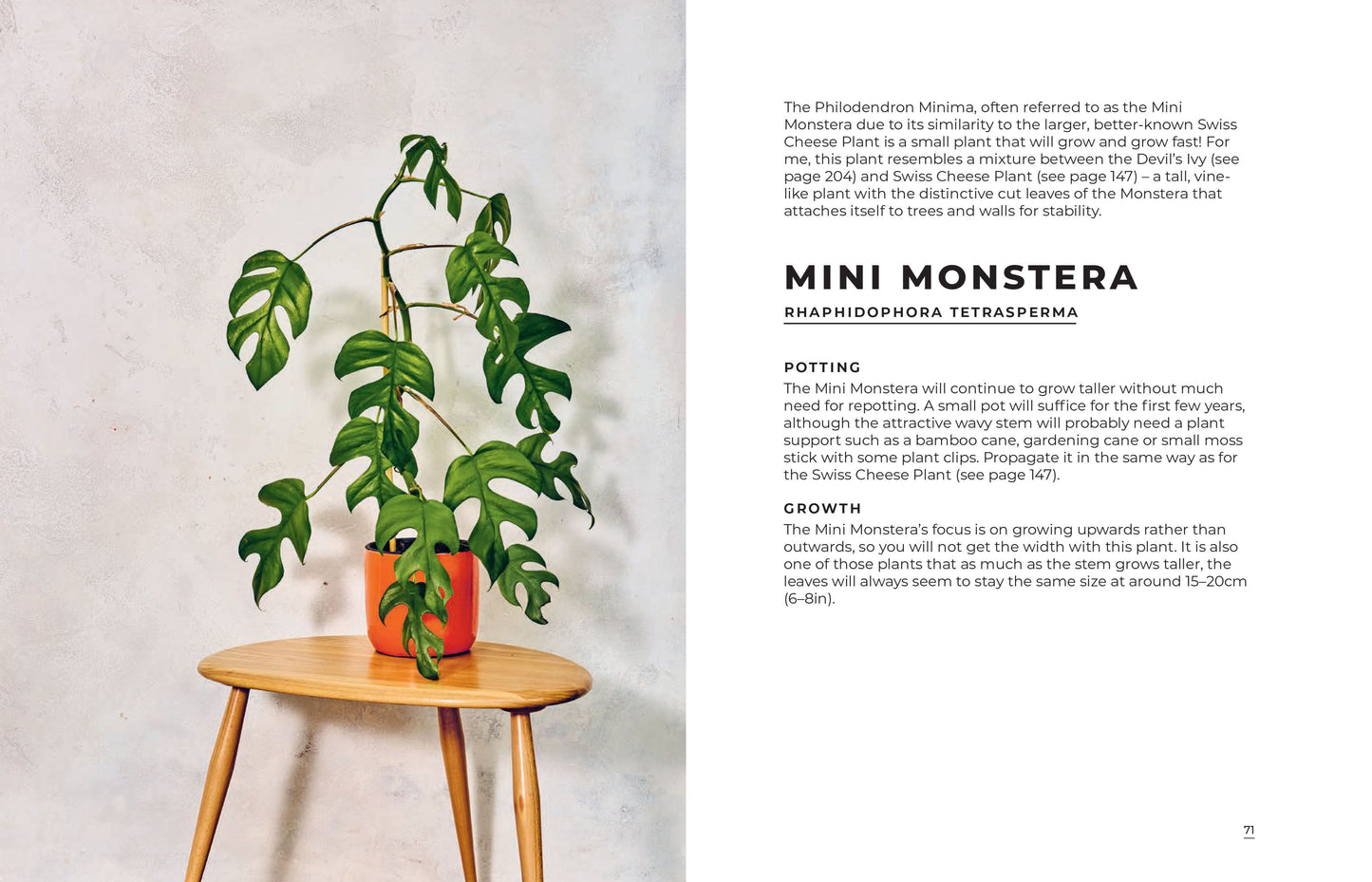 Mini Monstera plant in a pot on a wooden stool with text on a white background