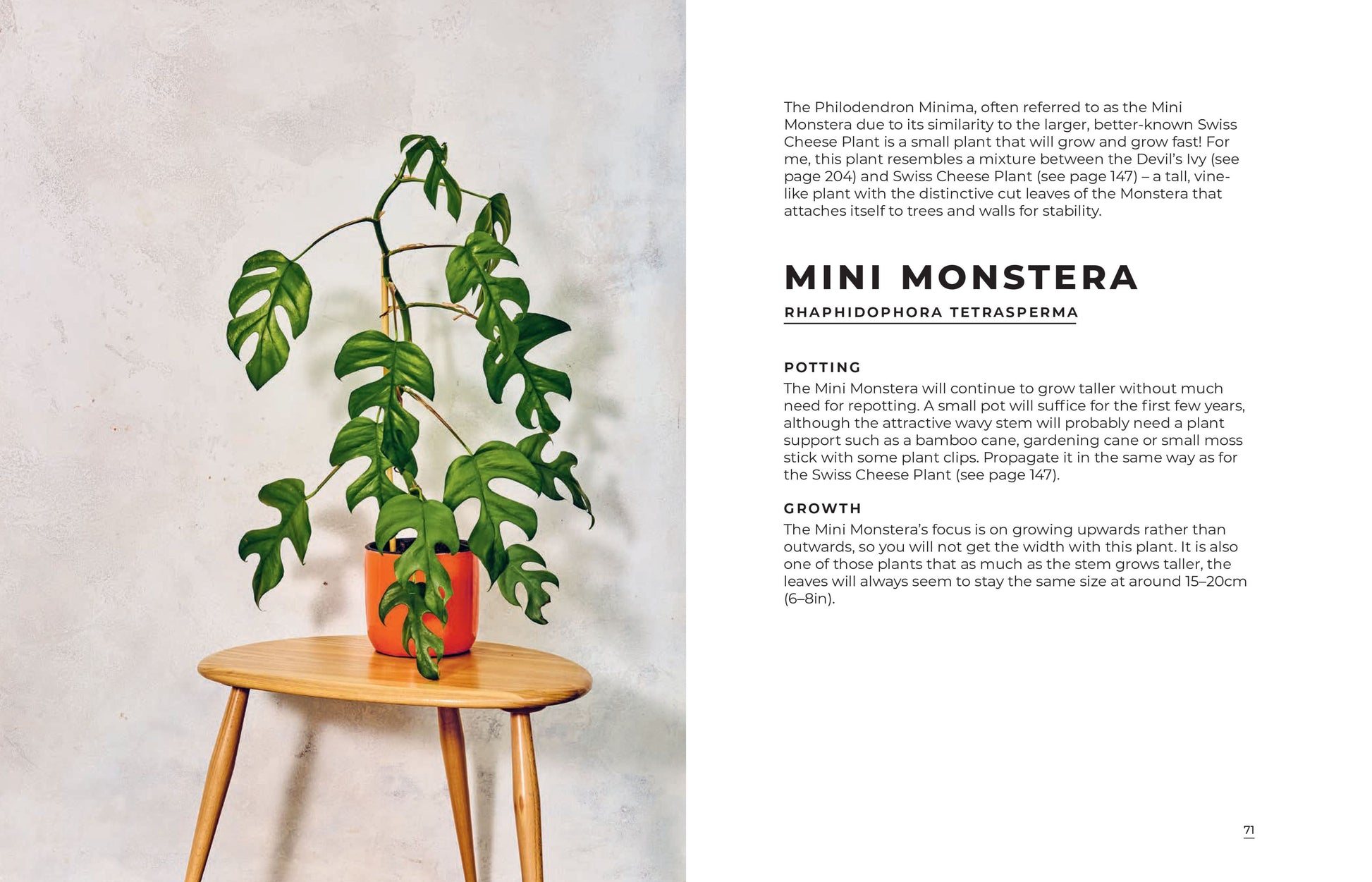 Mini Monstera plant in a pot on a wooden stool with text on a white background