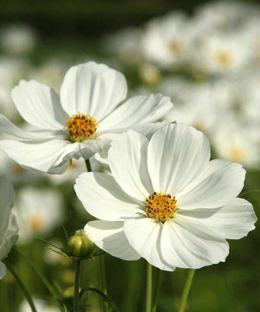 Cosmos 'Purity White' Seeds