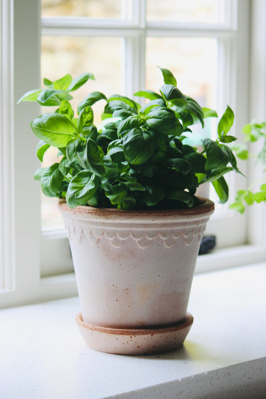Bergs Potted basil plant on a windowsill with natural light