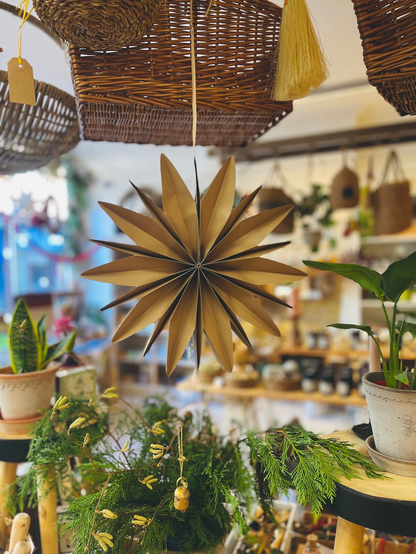 Festive Star - Curved Star