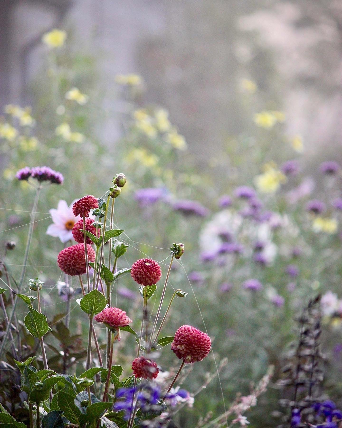 Flowers In The Mist Print Triptych