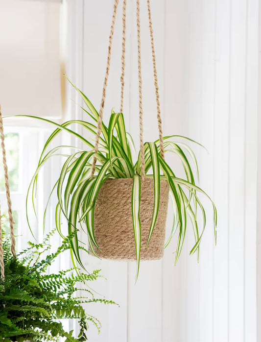 Natural Hanging Plant Pot Jute Tall
