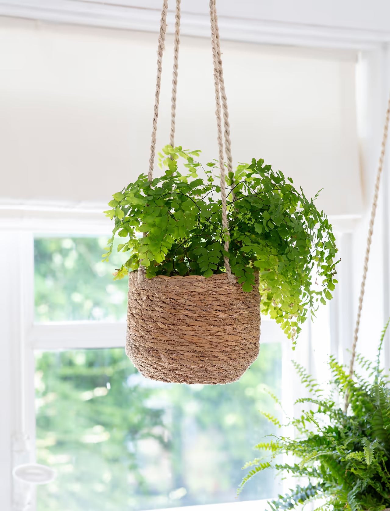 Natural Hanging Plant Pot Seagrass Short