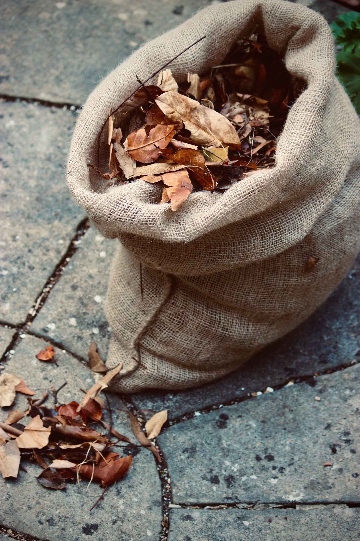 Brown natural jute bag  from Nutscene filled with dried leaves for making leaf mould