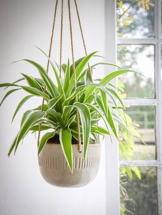 Nix Hawkins Ceramic Hanging Planter handmade in Dorset