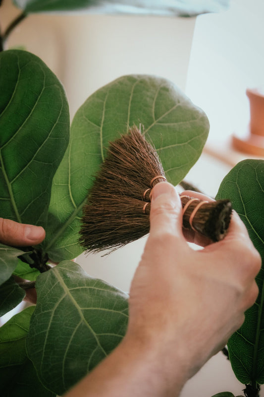 Person cleaning a fiddle leaf fig plant with a broom.