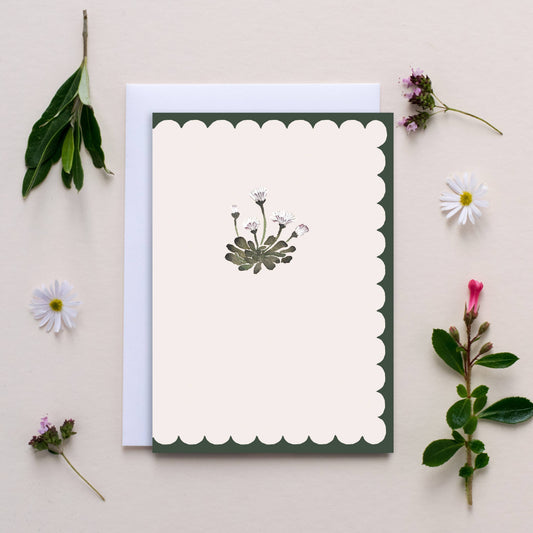'Scallop Daisy' Blank Just Because Card