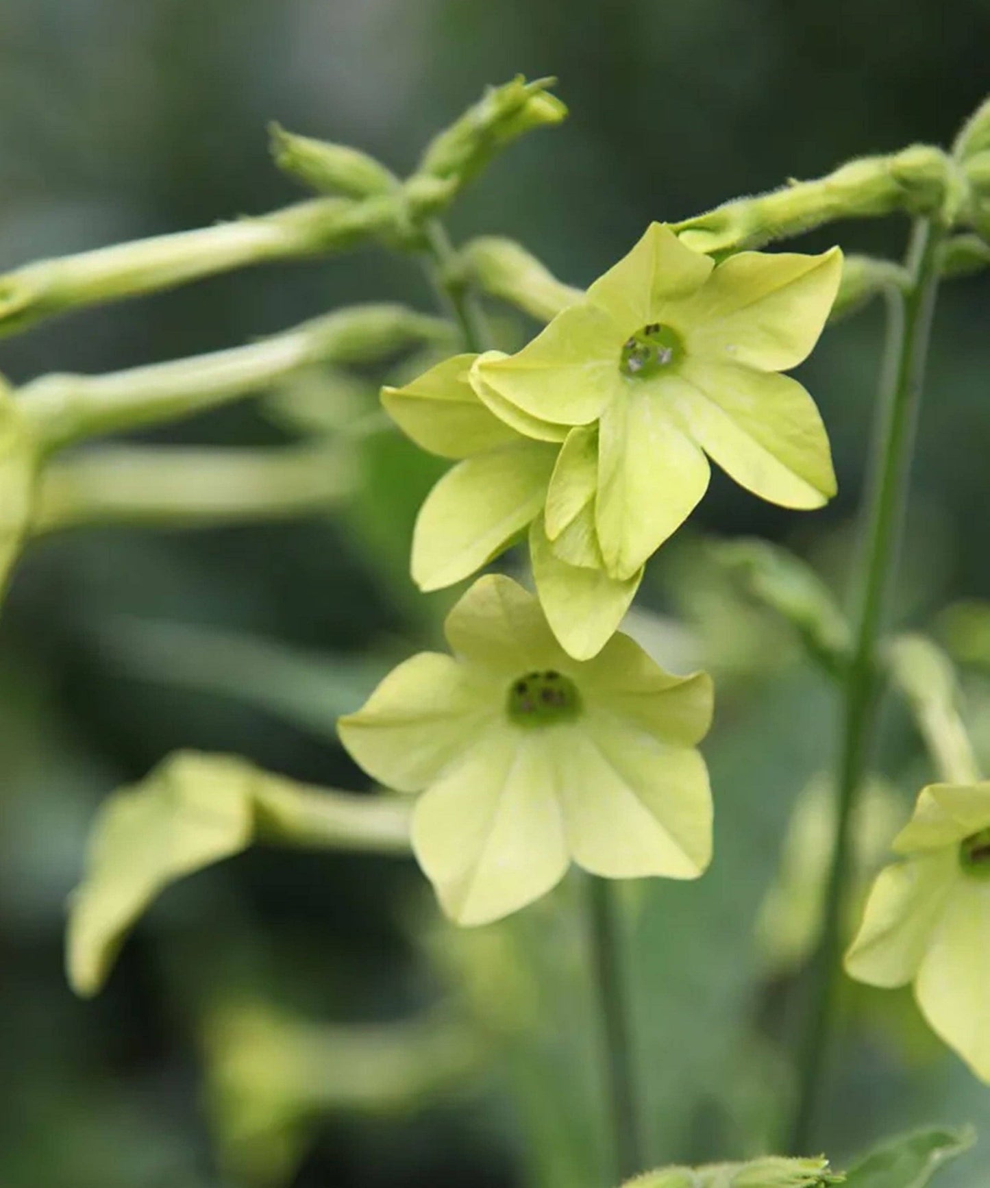 Nicotiana 'Lime Green' Seeds