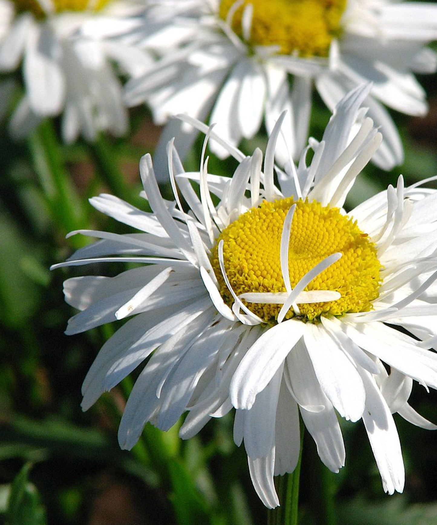Crazy Daisy Seeds