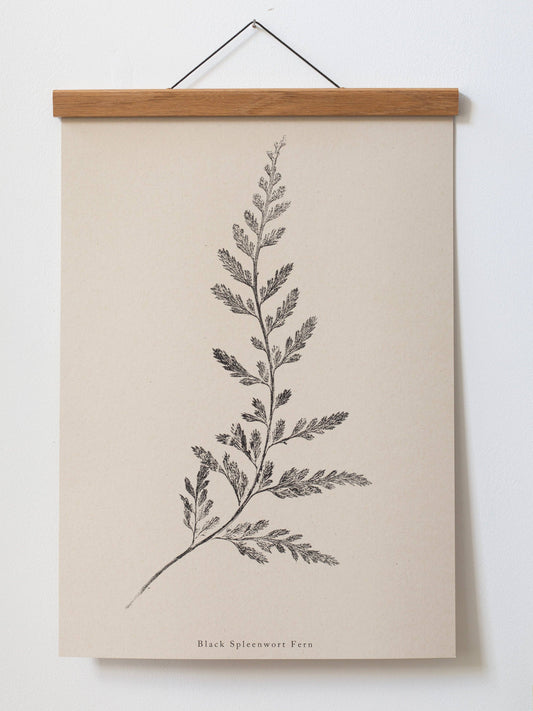 Fern Print- Botanical Art Print by Alicia Breakspear